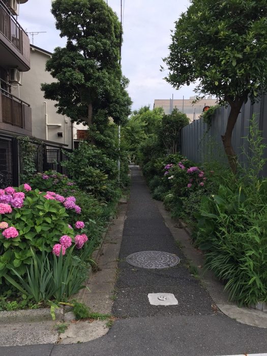 江戸川区で注文住宅を建てるニットー住宅の牛山が見つけた小道の写真です。