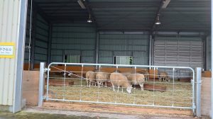 自然素材でこだわりの注文住宅を建てる江戸川区の工務店ニットー住宅　ドライブスルー動物園