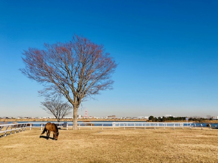 江戸川区で注文住宅を建てるニット―住宅のウォーキング先　篠崎ポニーランドにて