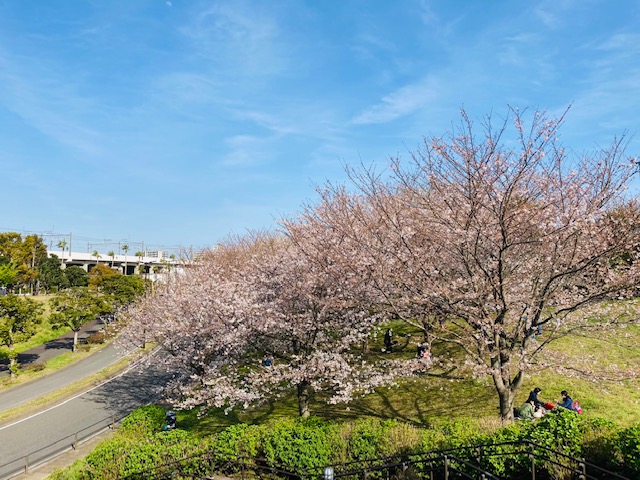 江戸川区で注文住宅を建てるニット―住宅のシンボルツリーについて