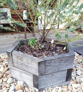 自然素材の無垢材や漆喰をふんだんに使用した注文住宅を建てることが得意な工務店ニットー住宅　DIY　アイキャッチ