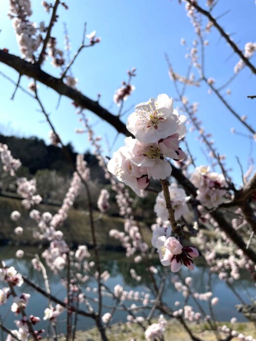 江戸川区で注文住宅を建てるニットー住宅の梅の花