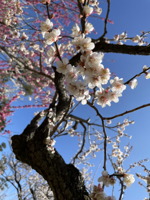 江戸川区で注文住宅を建てるニットー住宅の梅の花