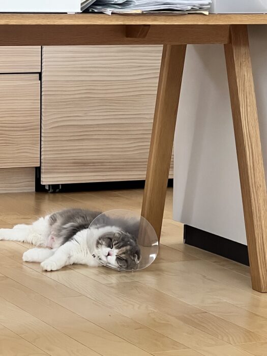 江戸川区で自然素材をふんだんに使用した家づくりをしている工務店の三宅隆太の愛しの猫ちゃん