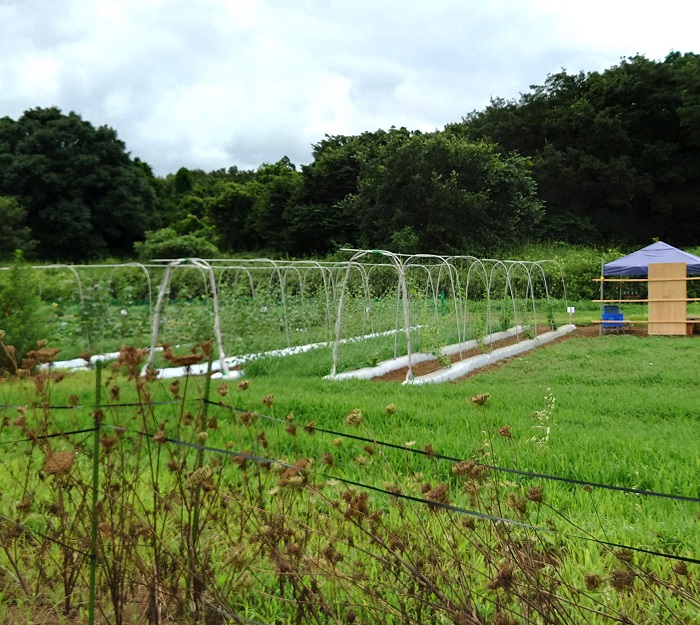 江戸川区で自然素材をふんだんに使用しながらも洗練されたデザインとの両立を目指す工務店ニットー住宅　畑