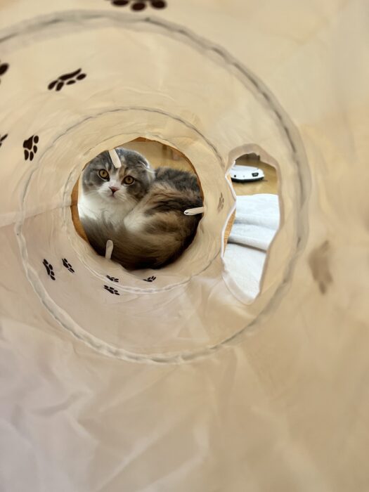 みなさま、こんにちは。江戸川区で自然素材をふんだんに使用した家づくりをしている工務店の株式会社ニットー住宅で注文住宅の営業をしております、三宅隆太と猫、キャットトンネル